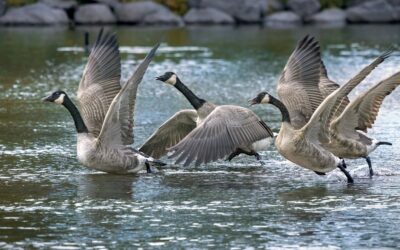 Grounded, Then Soaring: The Arc of Brain Injury Recovery